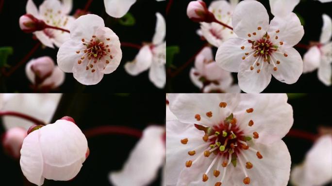 粉红色樱花树绽放高清