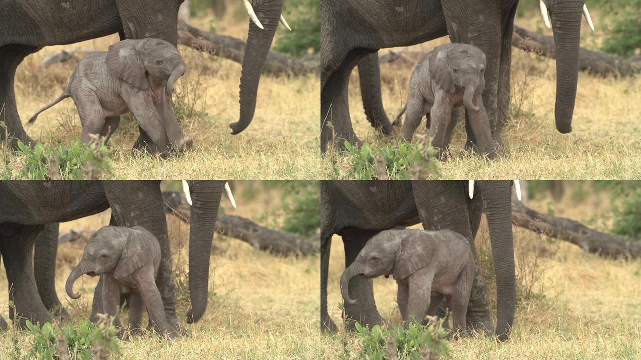 博茨瓦纳新生小象的令人难以置信的镜头