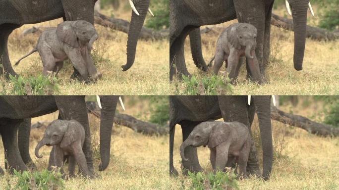 博茨瓦纳新生小象的令人难以置信的镜头