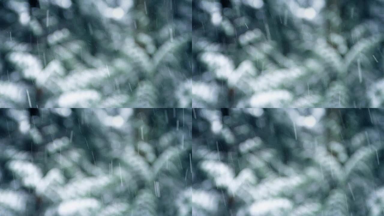 雪花落在森林中的特写镜头