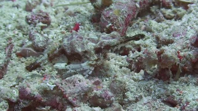 飞马座海蛾海底世界海底动物海底海蛾