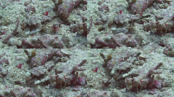 飞马座海蛾海底世界海底动物海底海蛾