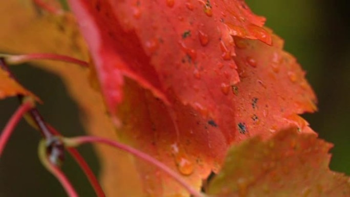 特写: 多雨的秋天，充满活力的枫树上明亮潮湿的叶子上的水滴