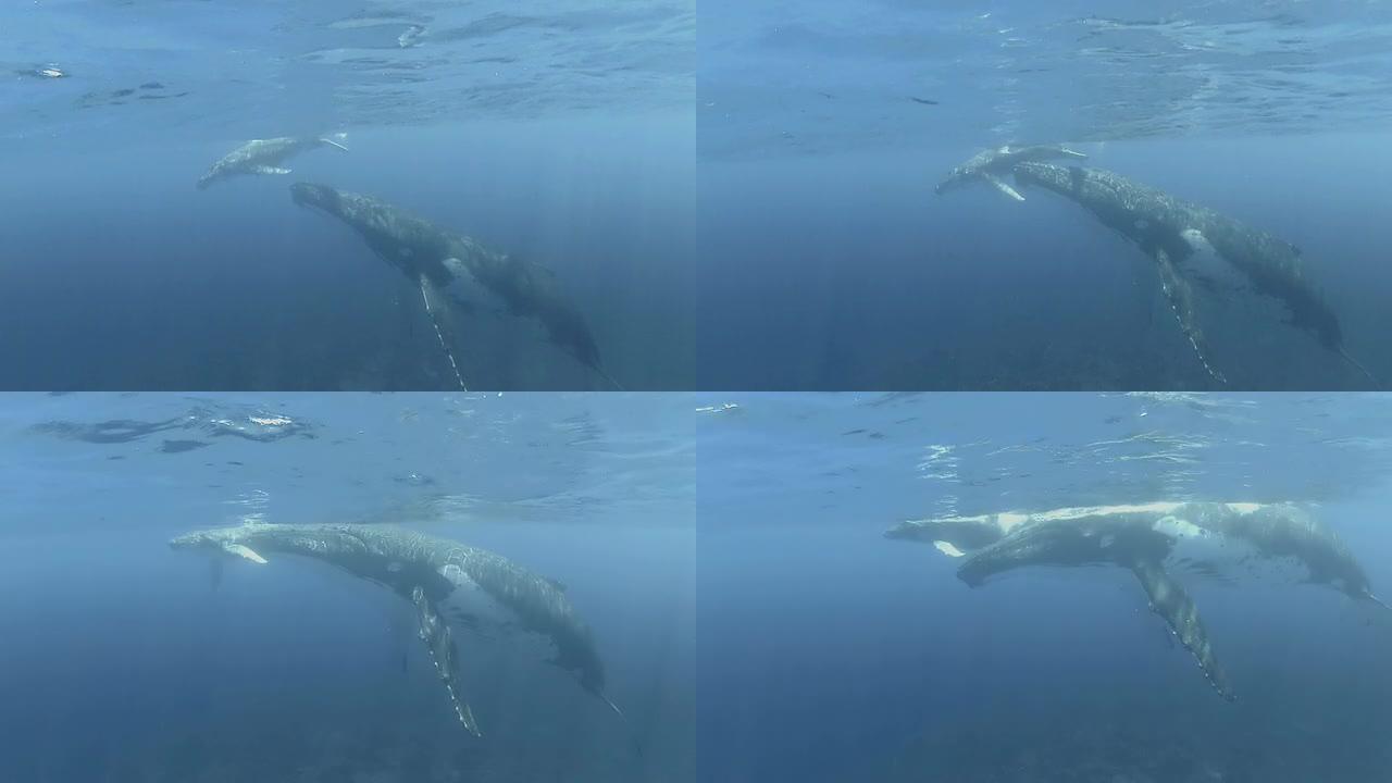 座头鲸宝宝和妈妈在水面上游泳