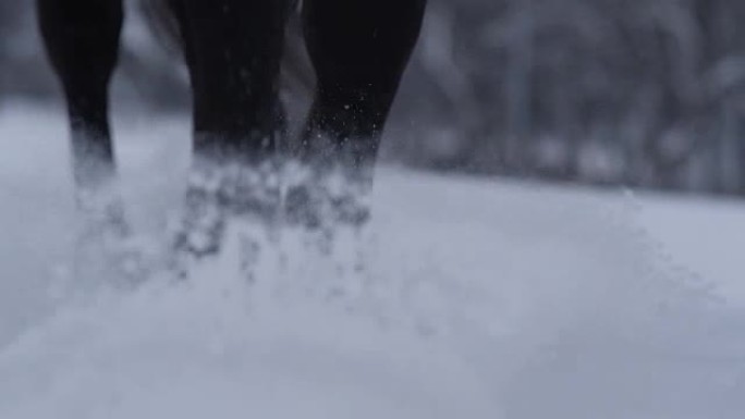 Dop: 在雪中行走时马腿喷洒雪花的细节