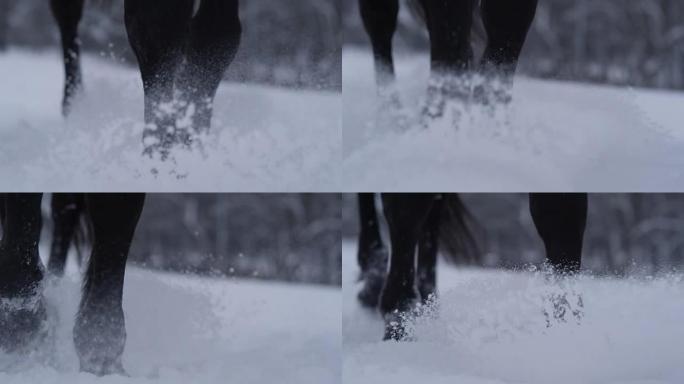 Dop: 在雪中行走时马腿喷洒雪花的细节