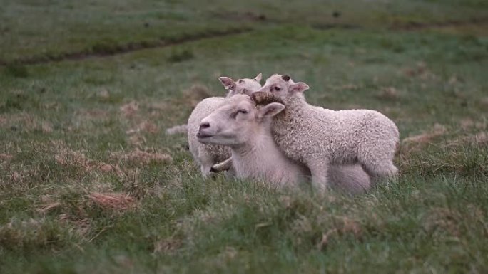绵羊躺在绿色的田野上。她的两只白色羔羊站在母亲身边，玩弄着她的角