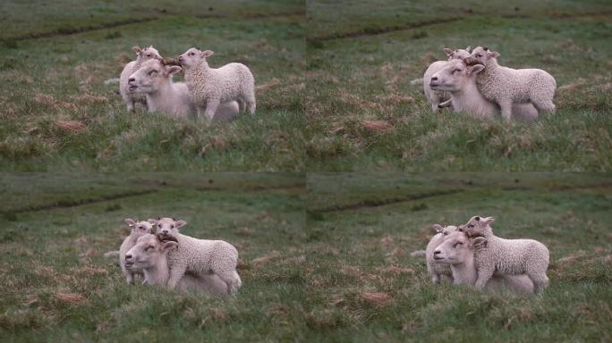 绵羊躺在绿色的田野上。她的两只白色羔羊站在母亲身边，玩弄着她的角