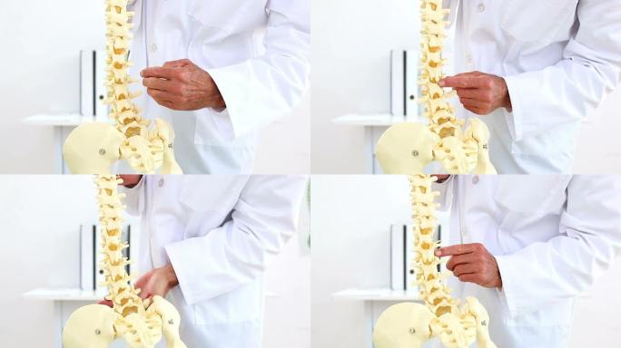 医生向相机解释骨骼脊柱