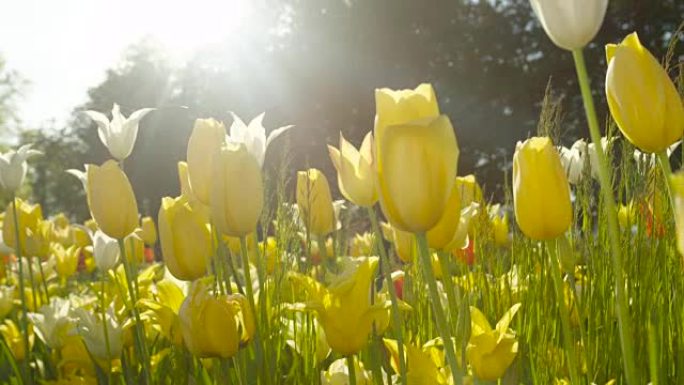 特写: 美丽的天然草地上生长着可爱的五颜六色的丝质郁金香