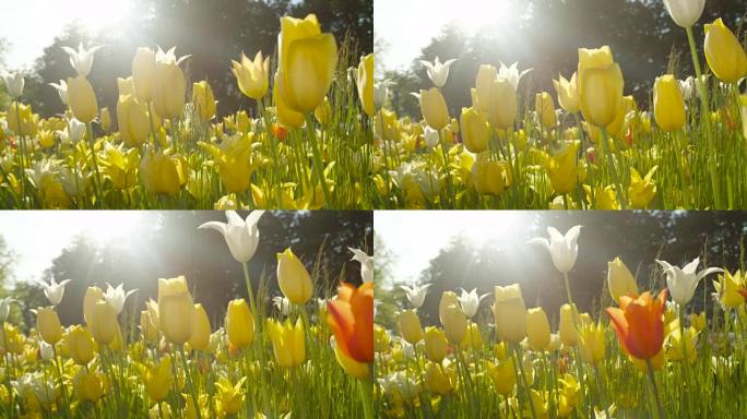 特写: 美丽的天然草地上生长着可爱的五颜六色的丝质郁金香