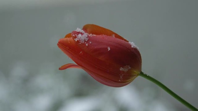 特写: 红色郁金香头在极端春季的季节性大雪下弯曲