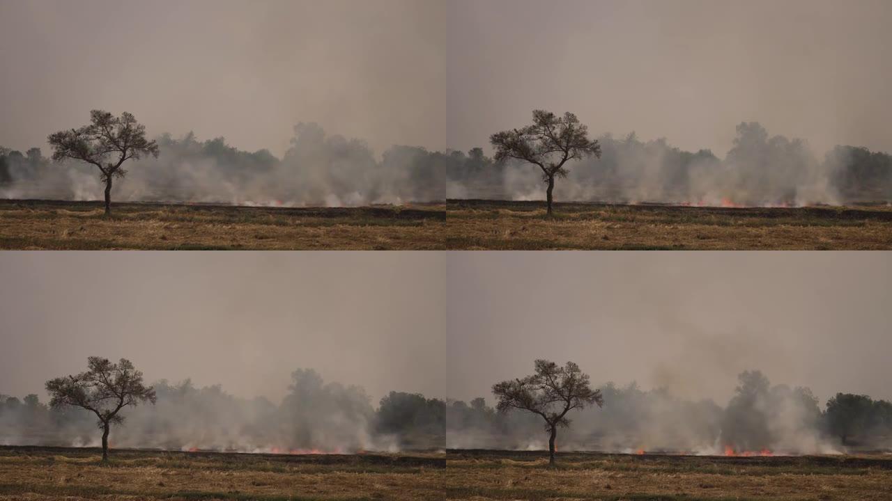 4k森林大火或刀耕火种农业概念。