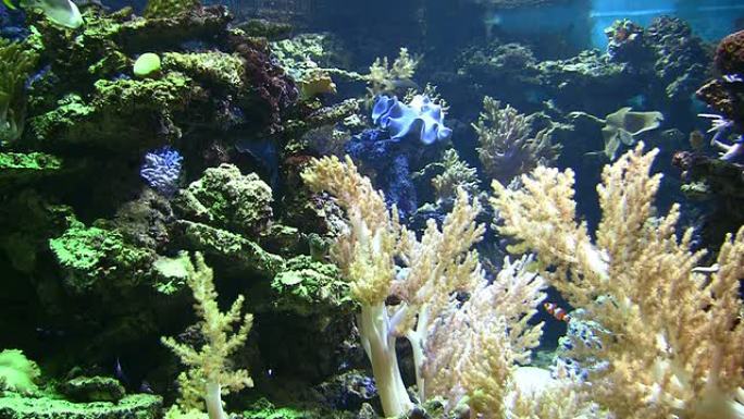 珊瑚群落