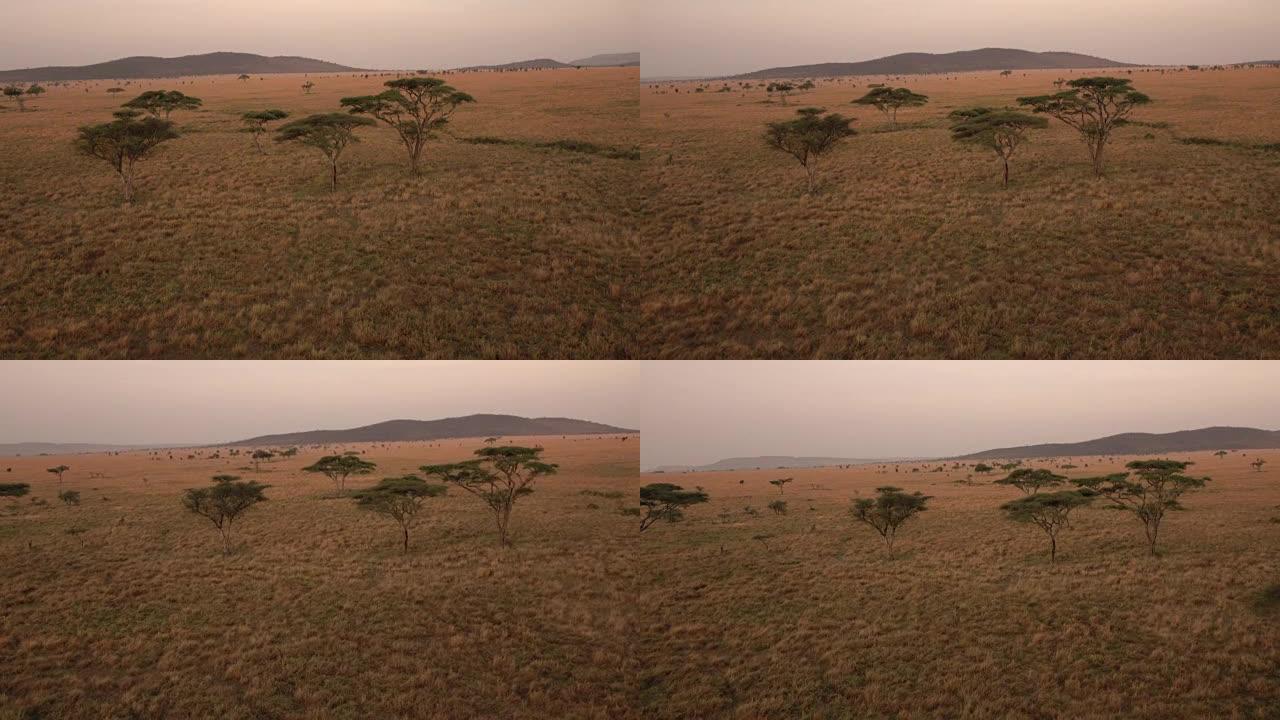 空中: 美丽的非洲大草原景观在日落时分点缀着相思树