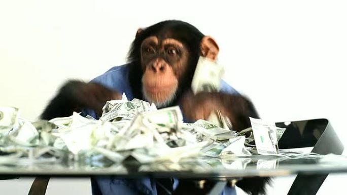 黑猩猩金钱思维