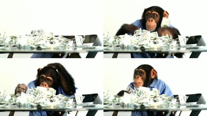 黑猩猩金钱思维