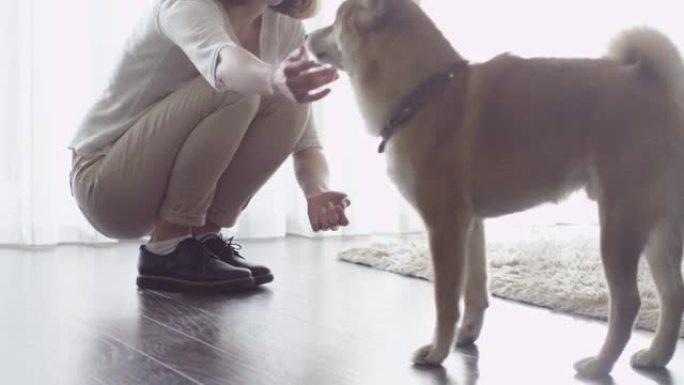 女人正在客厅里玩一只柴犬。