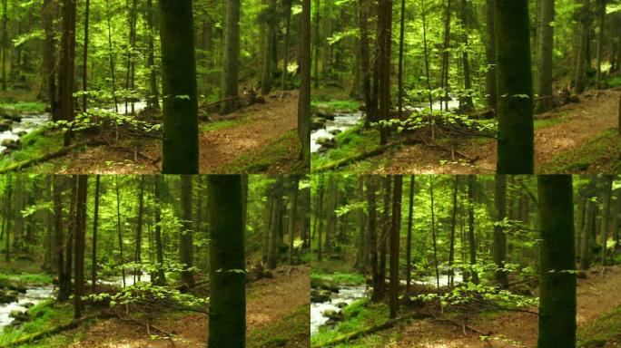 HD Spring Forest with Creek Dolly Shot（4分2秒：2@100兆