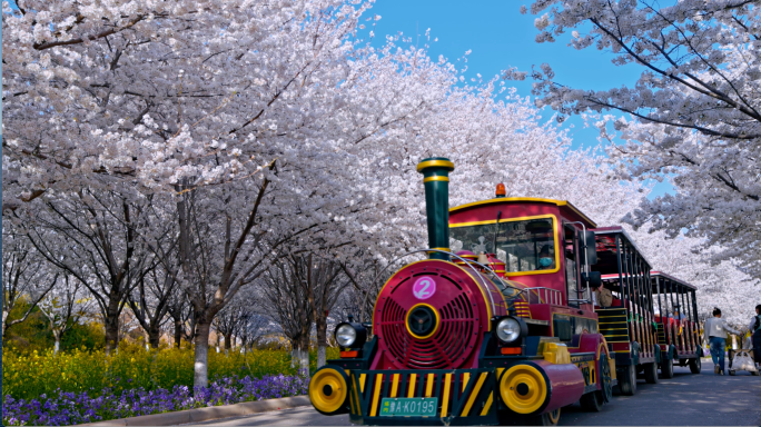 樱花园游玩浪漫小火车
