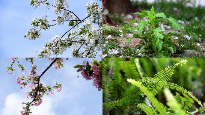 春天风和日丽风景景色春光花香鲜花绿草