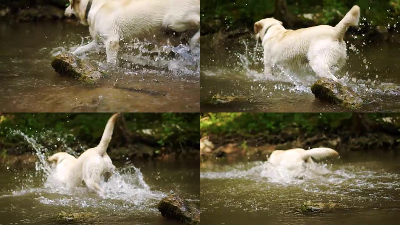 河里的金毛猎犬