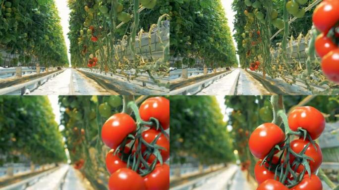几簇红色成熟的西红柿，其中一个在特写镜头中