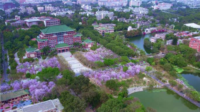 航拍华南农业大学三月紫荆花开