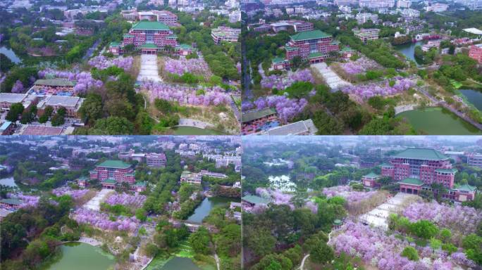 航拍华南农业大学三月紫荆花开