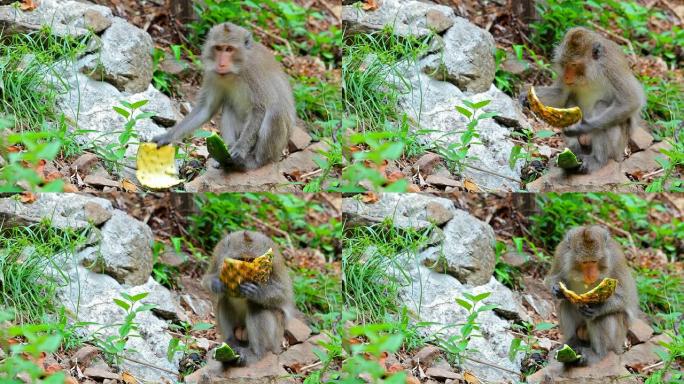 猴子吃西瓜和菠萝猴子吃西瓜和菠萝