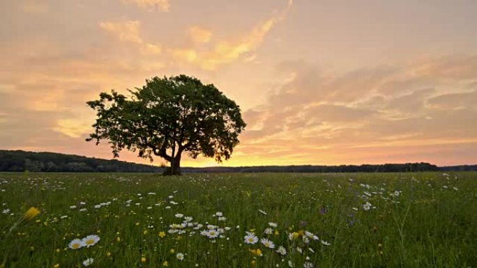 宁静女士，田园诗般的树木和雏菊在斯洛文尼亚的乡村草地微风中吹拂