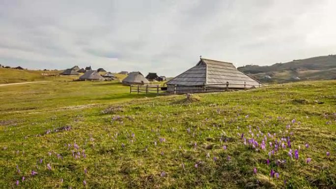 WS延时传统小屋和春季番红花景观，herdsmins定居点，Velika Planina，斯洛文尼亚