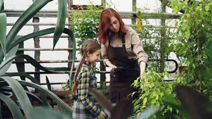 母女现代农民在检查温室中的植物时，正在聊天，大笑和娱乐。家族企业、农业文化和人的概念。
