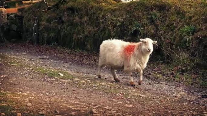 绵羊在农场路上走过