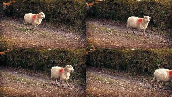 绵羊在农场路上走过