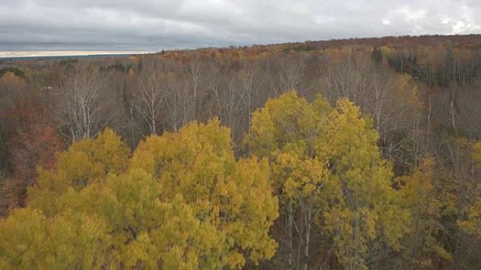 乡间别墅和高速公路附近森林中的空中充满活力的秋叶桦树