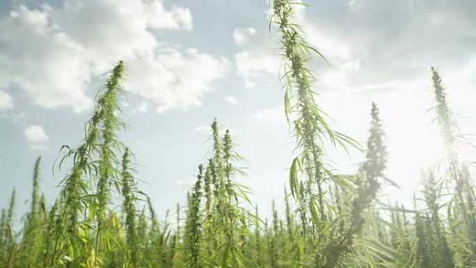 慢镜头:阳光照射在非法的户外野地里的麻醉大麻植物