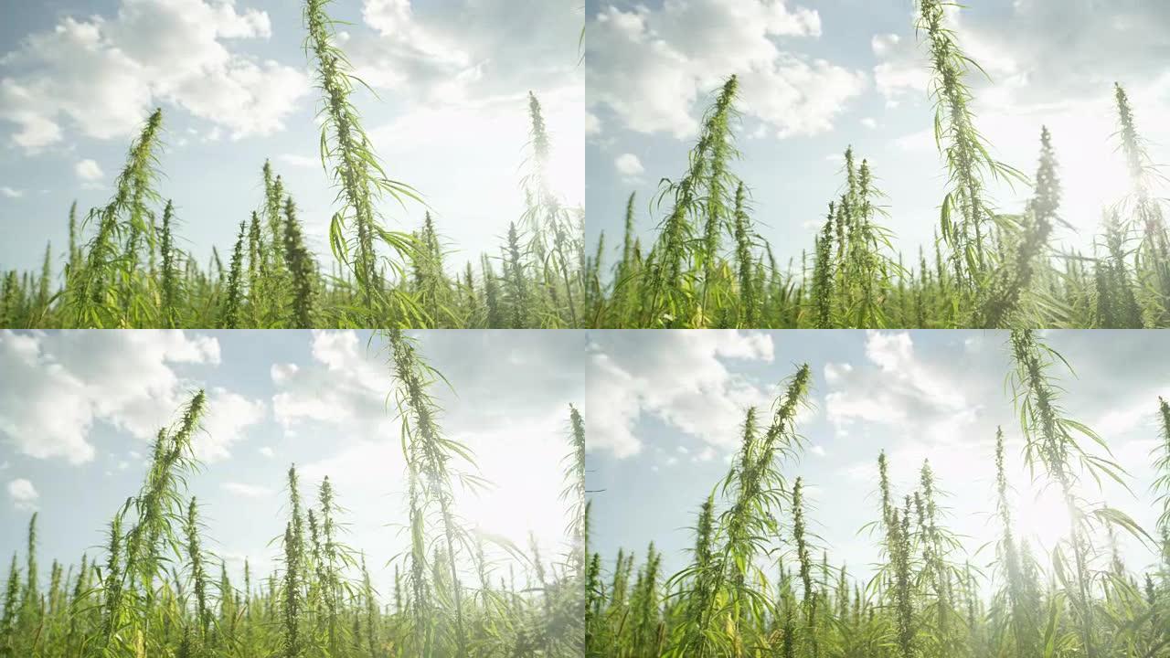 慢镜头:阳光照射在非法的户外野地里的麻醉大麻植物