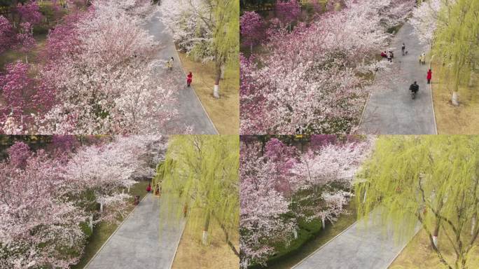 樱花树下散步