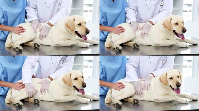 两名兽医检查黄色拉布拉多犬