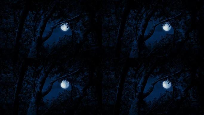 树木在夜晚构筑满月的天空