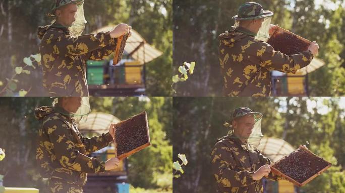 养蜂人在养蜂场收获蜂蜜之前检查木架