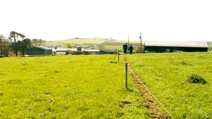 两名养牛户在田里散步