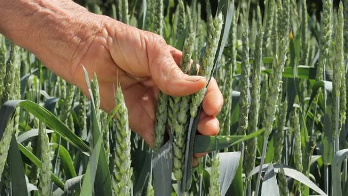 满脸皱纹的老农民在麦田里干活