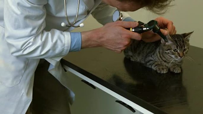 兽医在他的办公室检查小猫