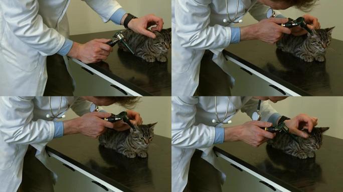 兽医在他的办公室检查小猫