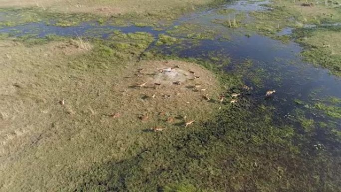 博茨瓦纳奥卡万戈三角洲沼泽中lechwe羚羊群的高鸟瞰图