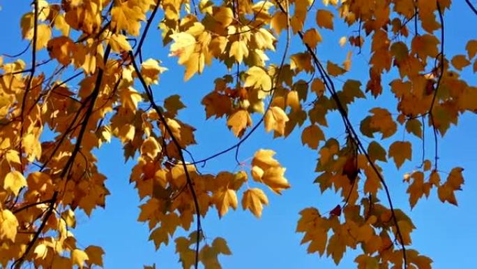 蓝天上的黄色叶子