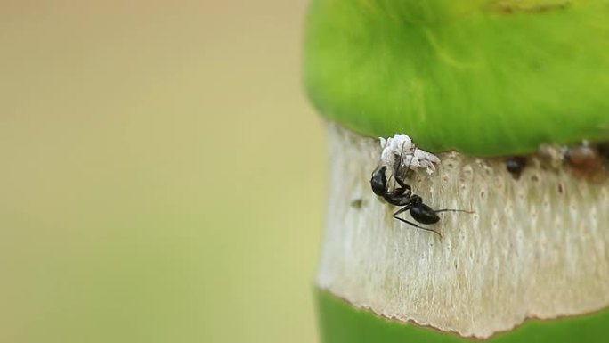 蚂蚁捕食蚜虫蚂蚁捕食蚜虫
