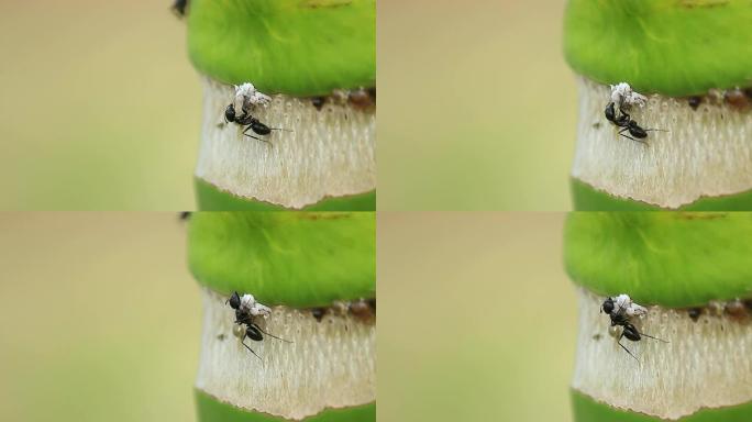 蚂蚁捕食蚜虫蚂蚁捕食蚜虫